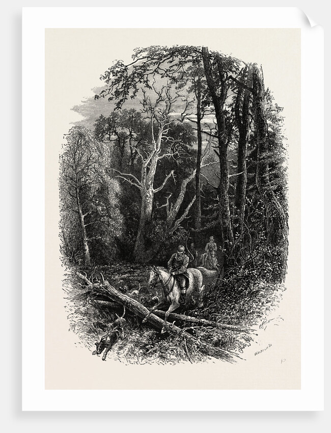 In Cedar Walk, Virginia Water, Windsor by Anonymous