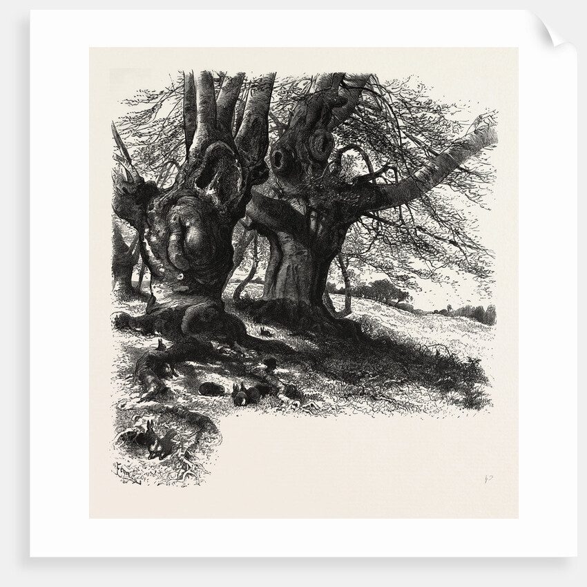 Burnham Beeches, the Forest Scenery of Great Britain by Anonymous
