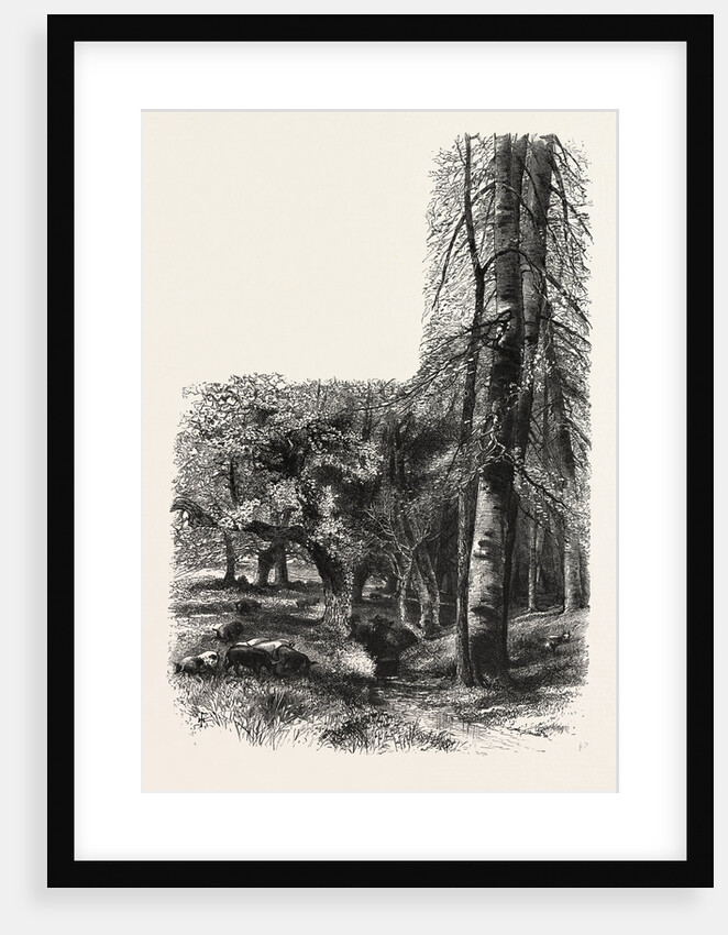 In the New Forest, Near Lyndhurst, the Forest Scenery of Great Britain by Anonymous