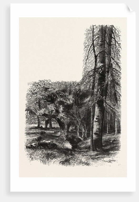 In the New Forest, Near Lyndhurst, the Forest Scenery of Great Britain by Anonymous