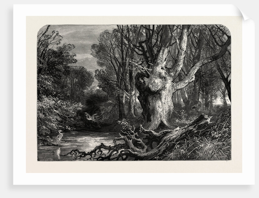 In the New Forest, Lymington by Anonymous