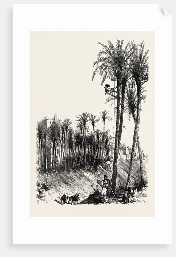 Palms at Elche, Spain by Anonymous