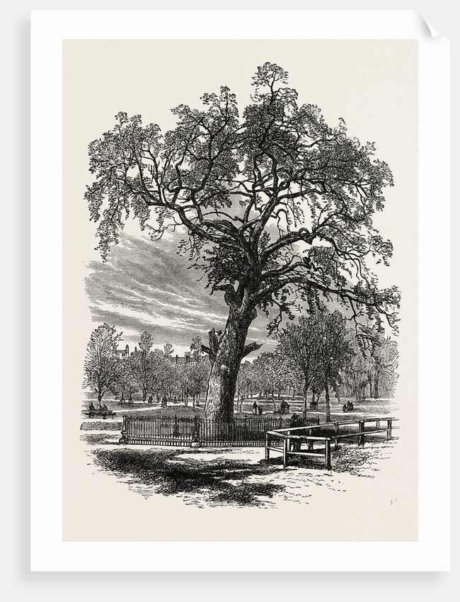 Boston Common by Anonymous