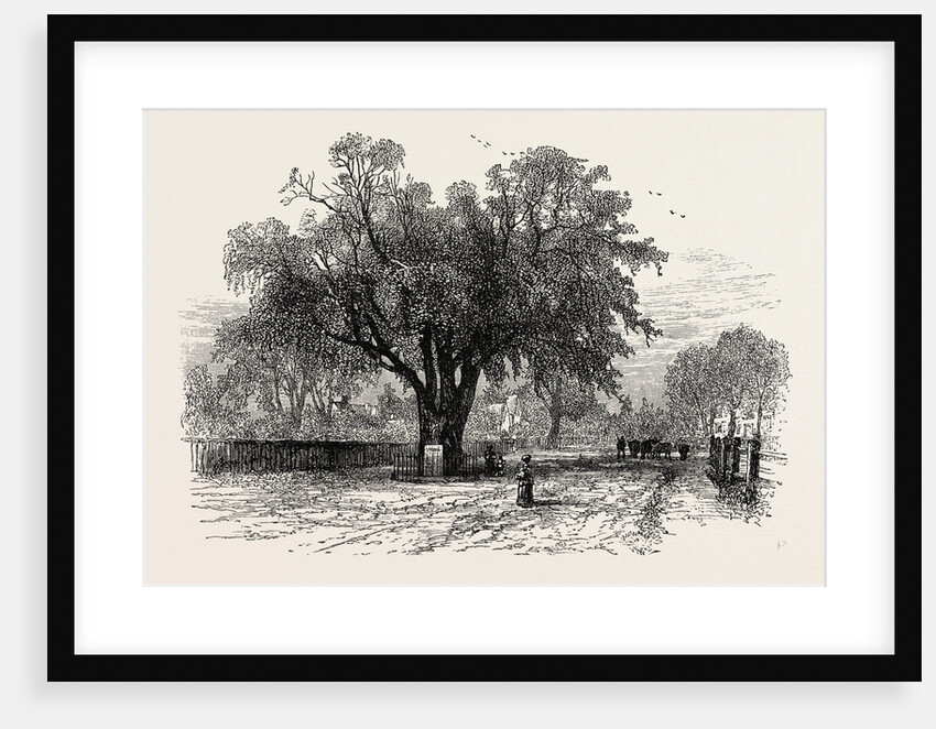 Washington Elm, Cambridge, Massachusetts by Anonymous