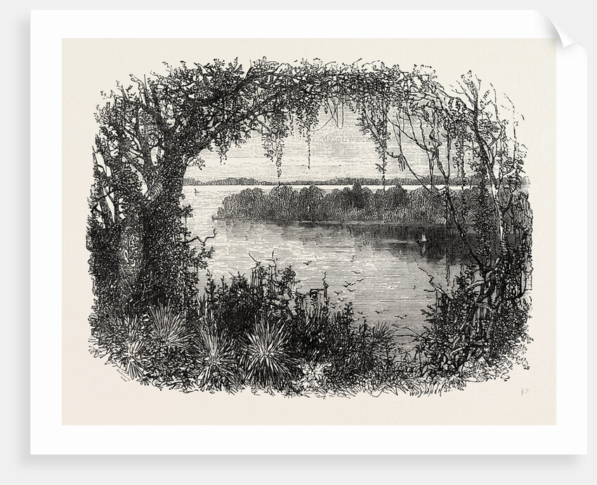 A Vista in South Carolina by Anonymous