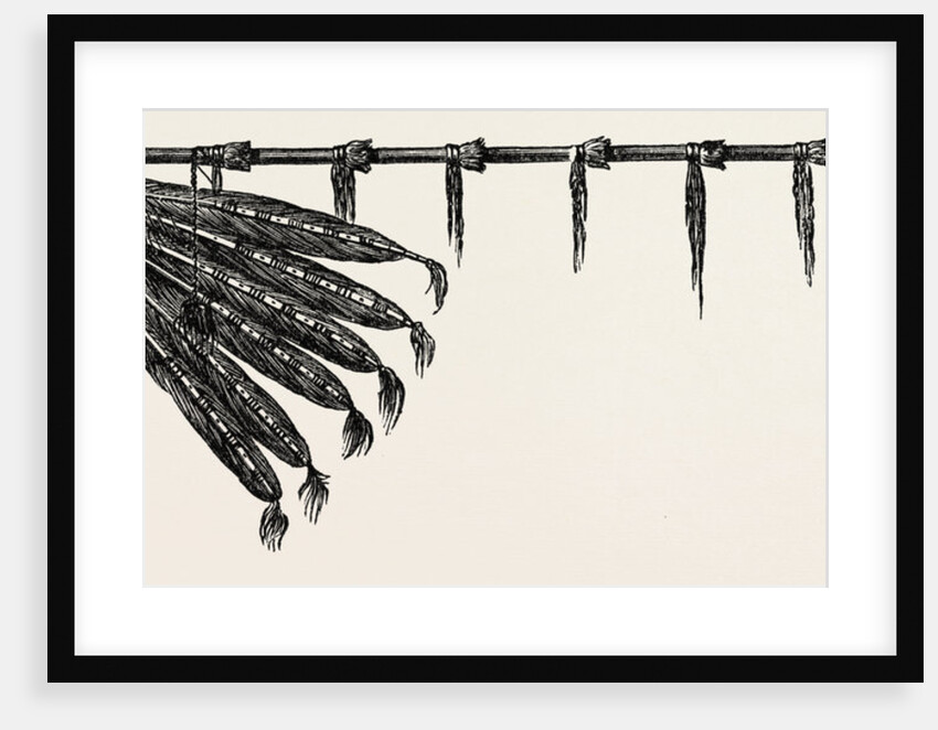 Indian Pipe by Anonymous