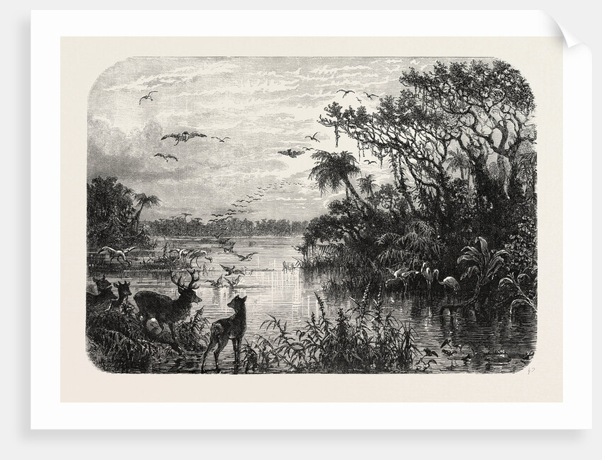 Scene Upon a Creek, Tributary to the St. John's, Florida by Anonymous