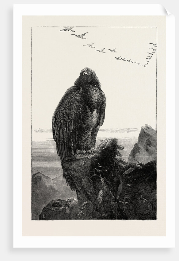 The Eagle's Throne, Exhibition of the British Institution by Anonymous