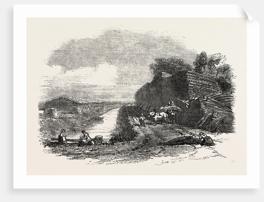 Whittlesea Mere, Stacking Reed, by the Holme Lodge by Anonymous