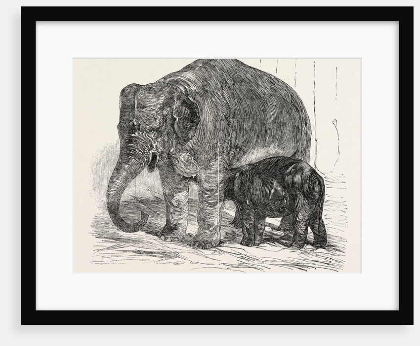 Elephant Calf, in the Menagerie of the Zoological Society, Regent's Park, London by Anonymous