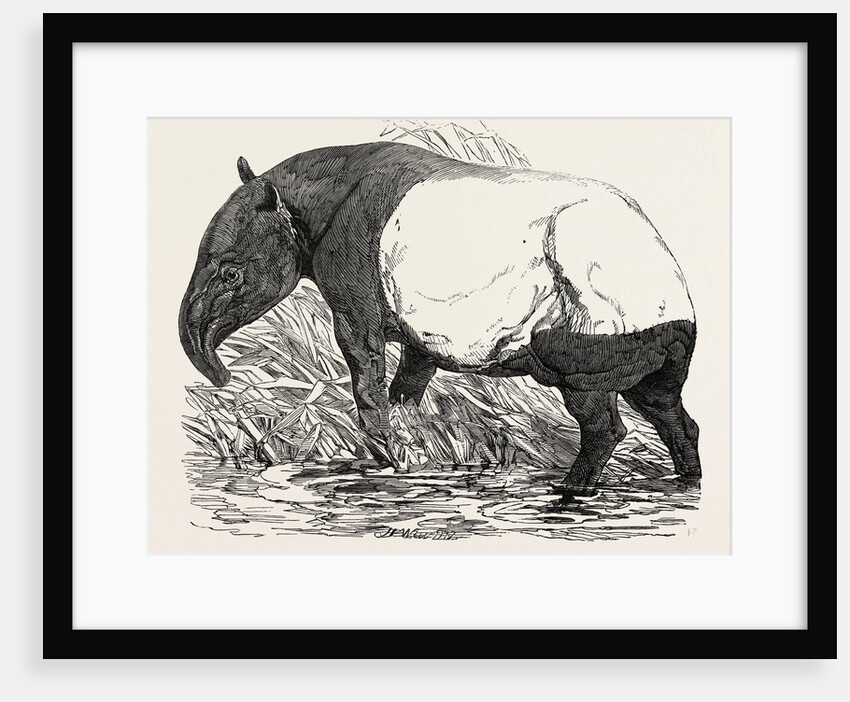 Malayan Tapir, in the Menagerie of the Zoological Society, Regent's Park, London by Anonymous
