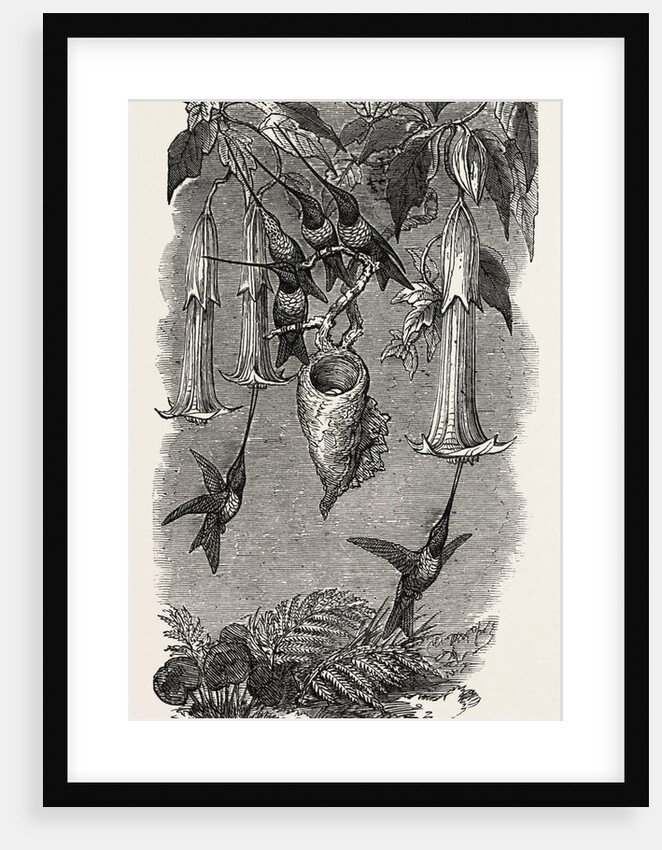 Humming Birds, from Mr. Gould's Collection, in the Gardens of the Zoological Society, Regent's Park, London by Anonymous