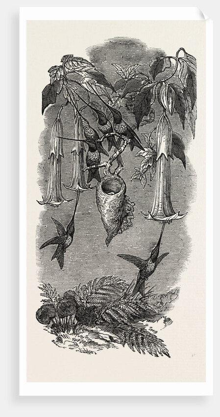 Humming Birds, from Mr. Gould's Collection, in the Gardens of the Zoological Society, Regent's Park, London by Anonymous