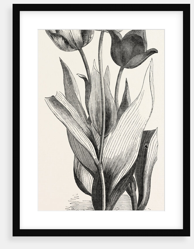 1. Seedling Tulip, Raised by Mr. Groom. 2. Feathered Bizard Tulip: Dr. Horner 3. Wild Tulip of the Levant by Anonymous