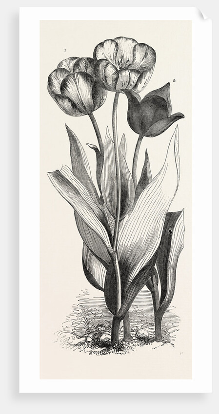 1. Seedling Tulip, Raised by Mr. Groom. 2. Feathered Bizard Tulip: Dr. Horner 3. Wild Tulip of the Levant by Anonymous
