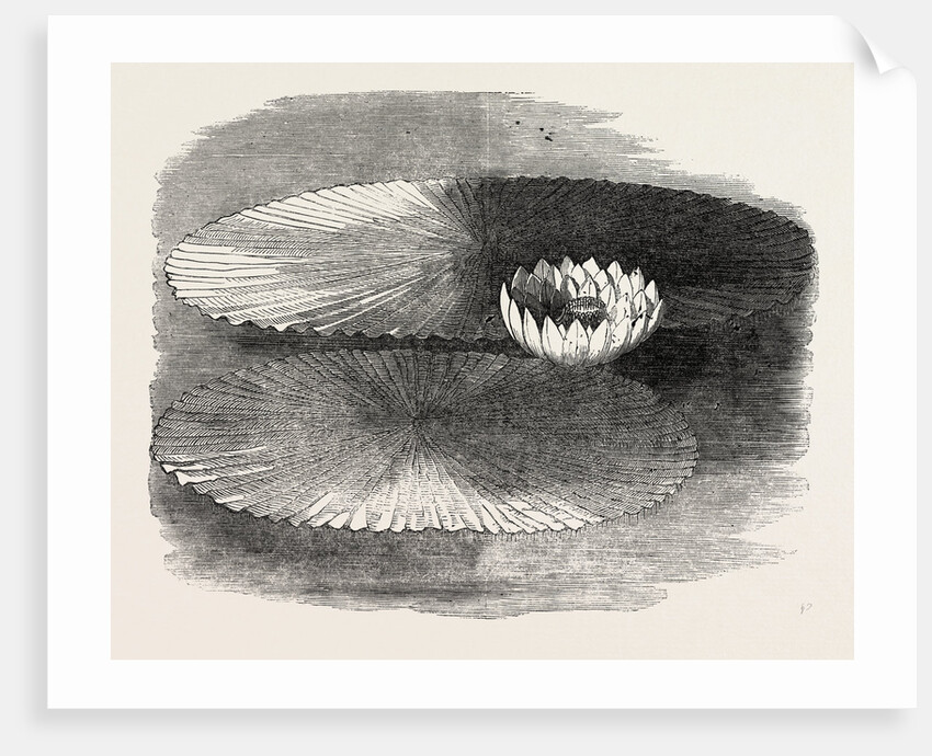 Victoria Regia, in Flower, at Messrs. Weeks's, King's Road Nursery, Chelsea, London by Anonymous