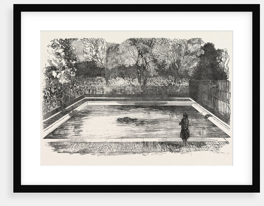 The Hippopotamus in His New Bath in the Zoological Society's Gardens, Regent's Park, London by Anonymous