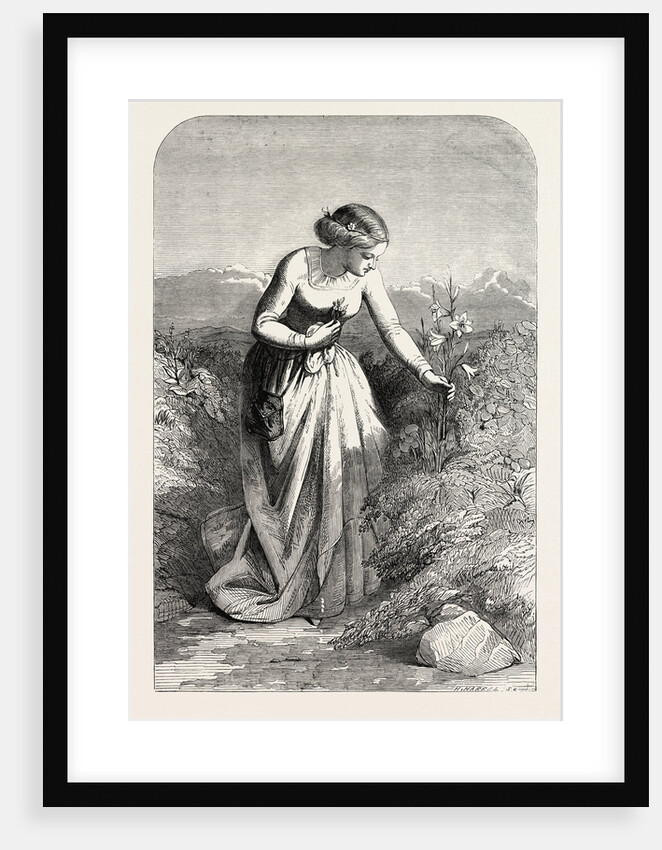 Exhibition of the Society in Water Colours: The Lily by Anonymous