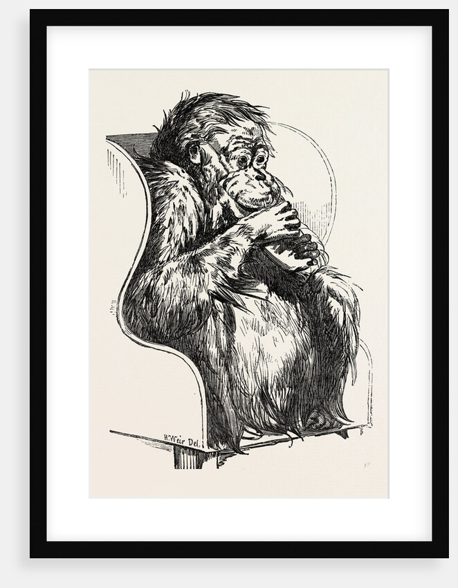 Orang Utan, Presented to the Zoological Society's Gardens, Regent's Park, London by Anonymous