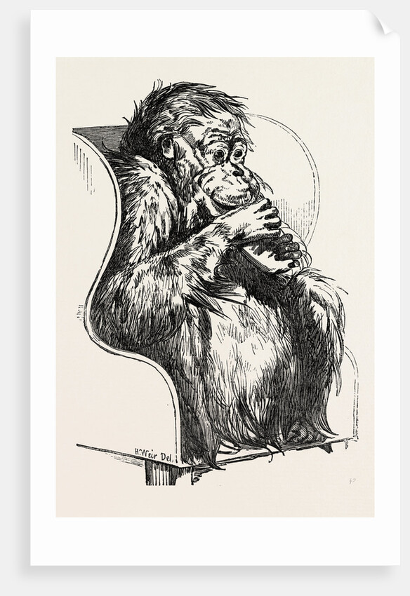Orang Utan, Presented to the Zoological Society's Gardens, Regent's Park, London by Anonymous