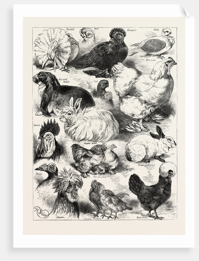 The Poultry, Pigeon, and Rabbit Show at the Crystal Palace, London by Anonymous