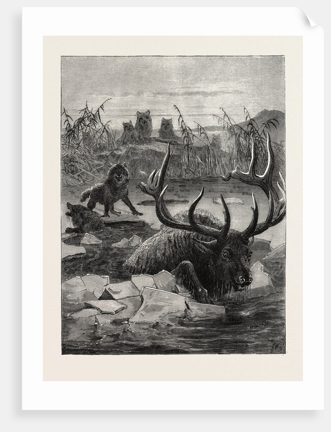 A Stag's Race for Life by Anonymous