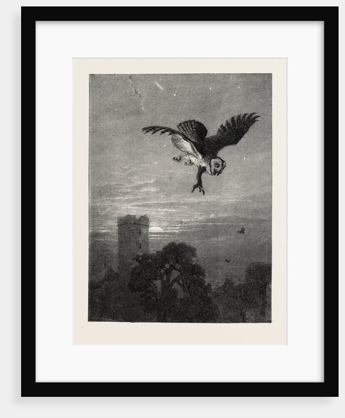 Catching an Owl by Anonymous