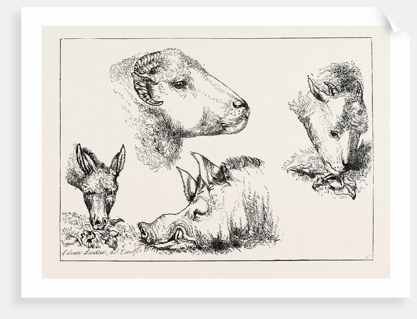 Heads of Boar and Sheep by Anonymous