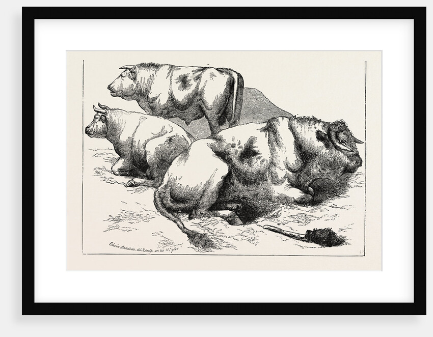 Cows and Bulls by Anonymous