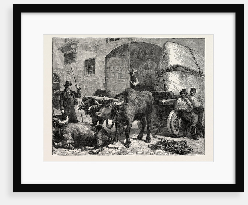 The Raw Material: A Team of Buffaloes Bringing Marble to a Sculptor's Studio in Rome, Italy by Anonymous