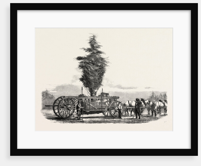 Removal of a Large, Tree from Chiswick to the New Gardens of the Horticultural Society at South Kensington, London by Anonymous