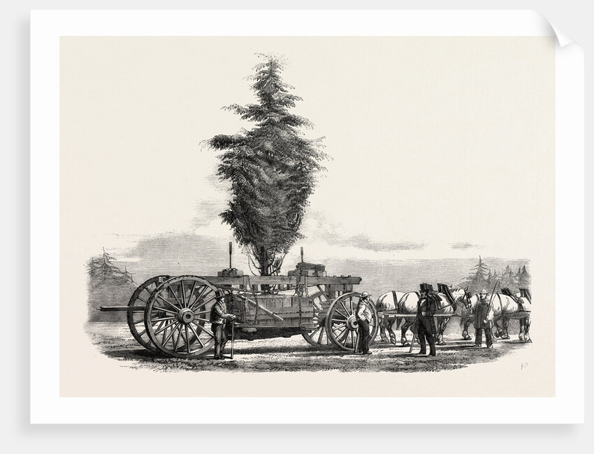 Removal of a Large, Tree from Chiswick to the New Gardens of the Horticultural Society at South Kensington, London by Anonymous