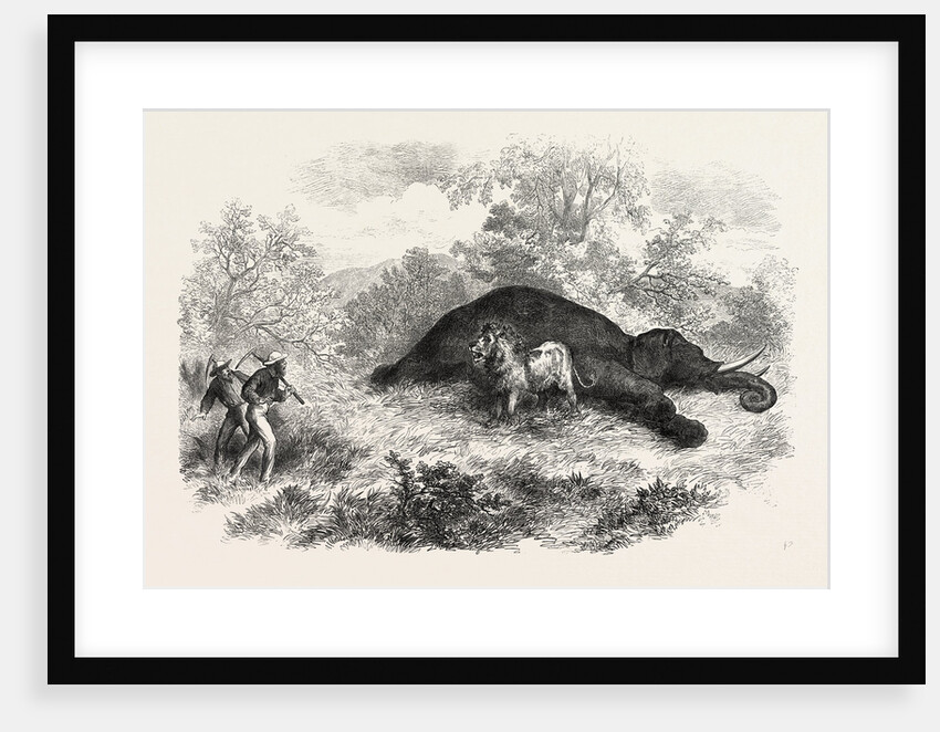 Sketches of South African Travel: The Lion and Dead Elephant by Anonymous