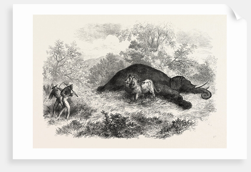 Sketches of South African Travel: The Lion and Dead Elephant by Anonymous