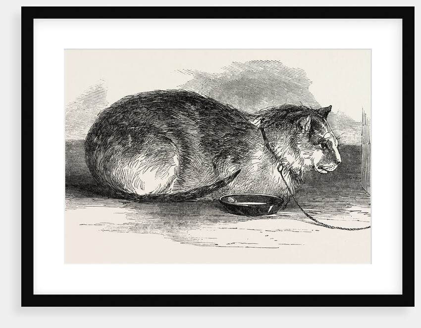 Tortoiseshell Tom Cat by Anonymous