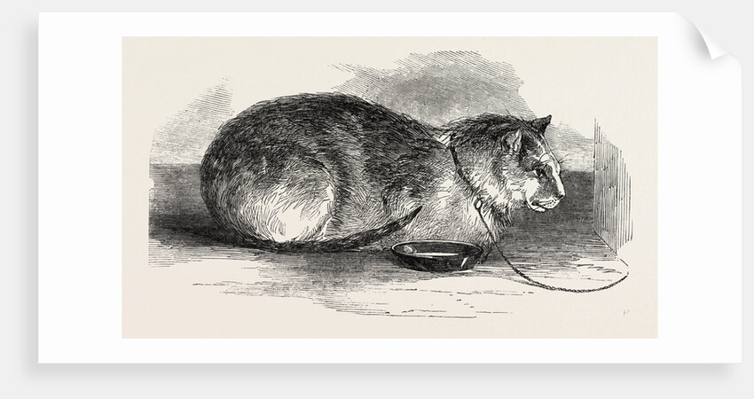 Tortoiseshell Tom Cat by Anonymous