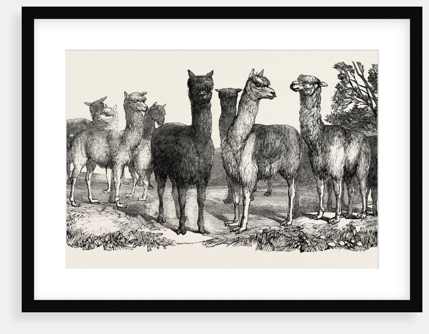 Alpacas, in the Knowsley Menagerie by Anonymous