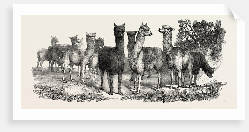 Alpacas, in the Knowsley Menagerie by Anonymous