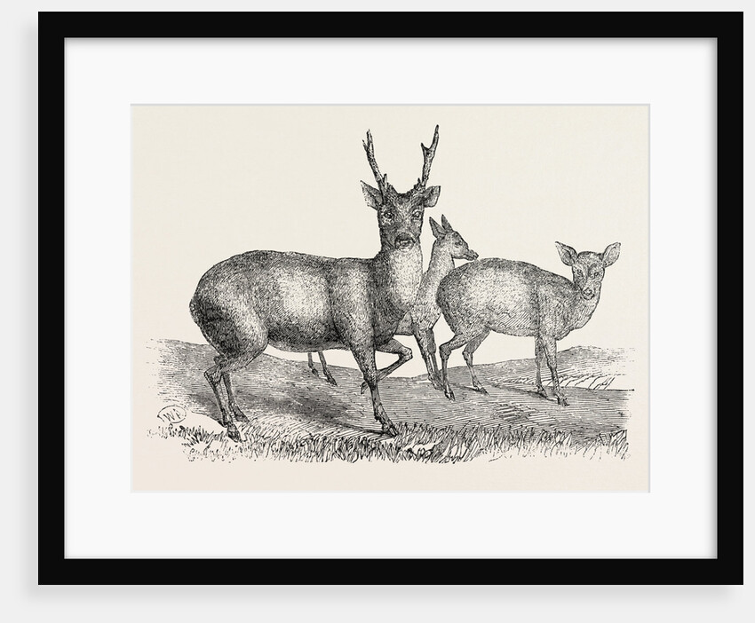 The Earl of Derby's Menagerie, at Knowsley, UK: Male and Female Hog Deer by Anonymous