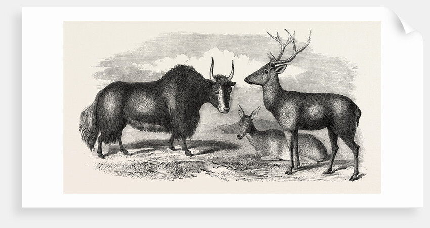 Sale of the Knowsley Menagerie: Yak and Bara Singha Deer (Male and Female) by Anonymous