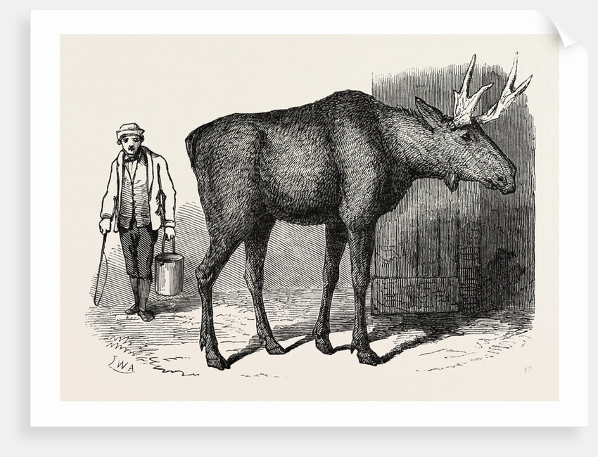 Sale of the Knowsley Menagerie: Elk by Anonymous