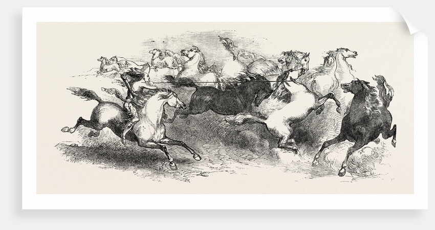 Mr. Eaton Stone's Capture of the Wild Horse of the Prairie by Anonymous