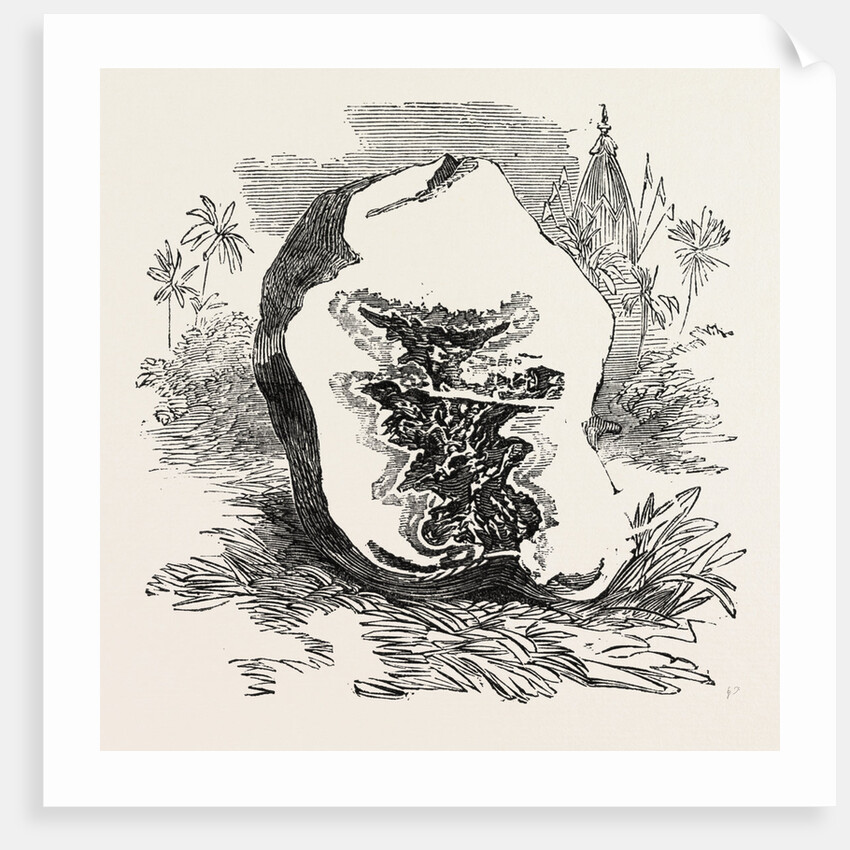 Section of Darjeeling Potato Affected with the Rot by Anonymous