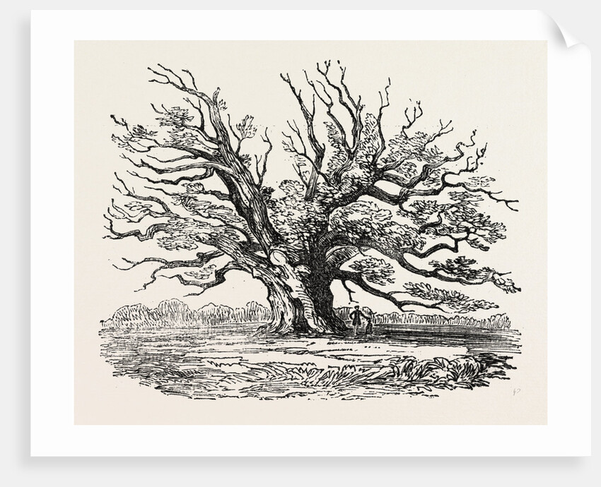 The Fairlop Oak in Hainault Forest, Sixty Years Since by Anonymous