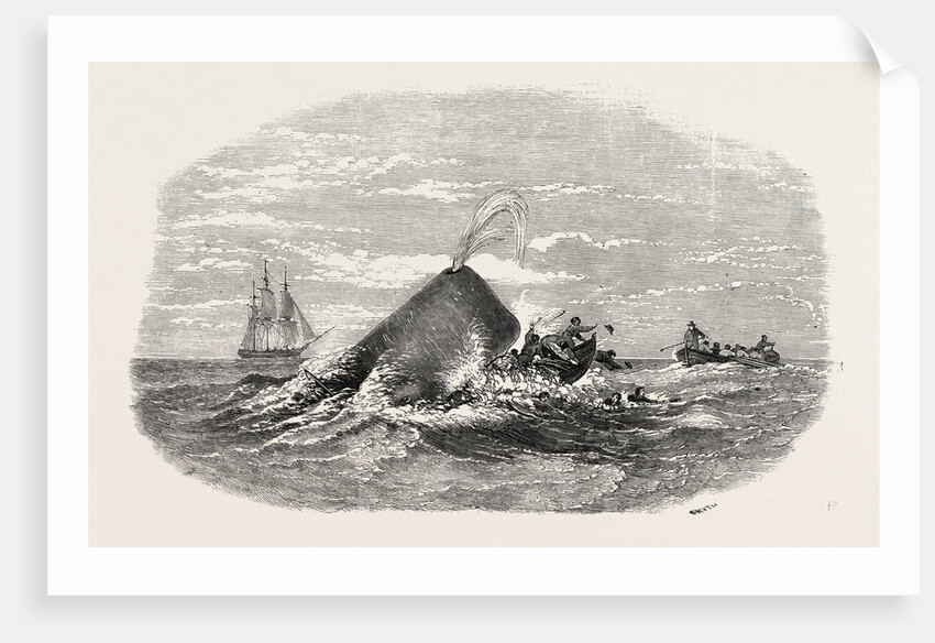 Destruction of the Larboard Boat of the Ann Alexander, by a Sperm Whale, in the South Pacific by Anonymous