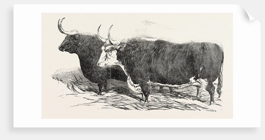 Smithfield Club Prize Cattle: Mr. Kinderley's Pembrokeshire Ox and Mr. Longmore's Herefordshire Ox by Anonymous