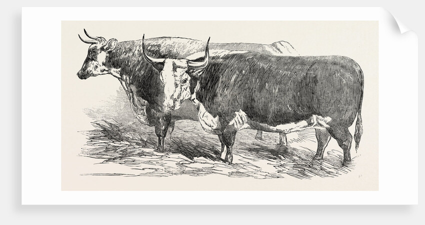 Smithfield Club Prize Cattle: Mr. Joseph Gillett's Durham, or Short-Horned Cow, and Mr. Joseph Phillips's Hereford Steer by Anonymous