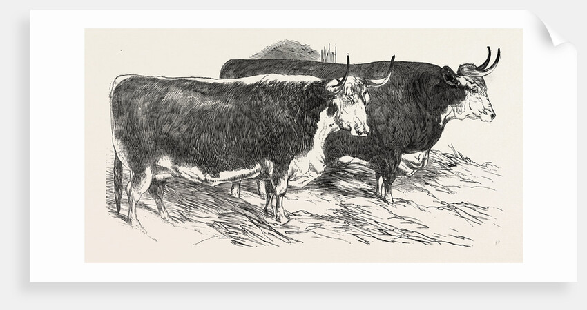 Smithfield Club Prize Cattle: Prince Albert's Hereford Ox and Mr. William Heath's Hereford Ox by Anonymous