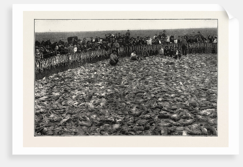 Result of a Day's Rabbit-Drive, Fresno, California, United States of America by Anonymous