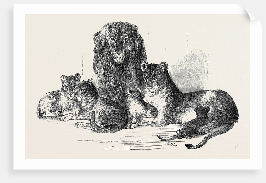 Family of Lions in the Gardens of the Clifton and Bristol Zoological Society by Anonymous